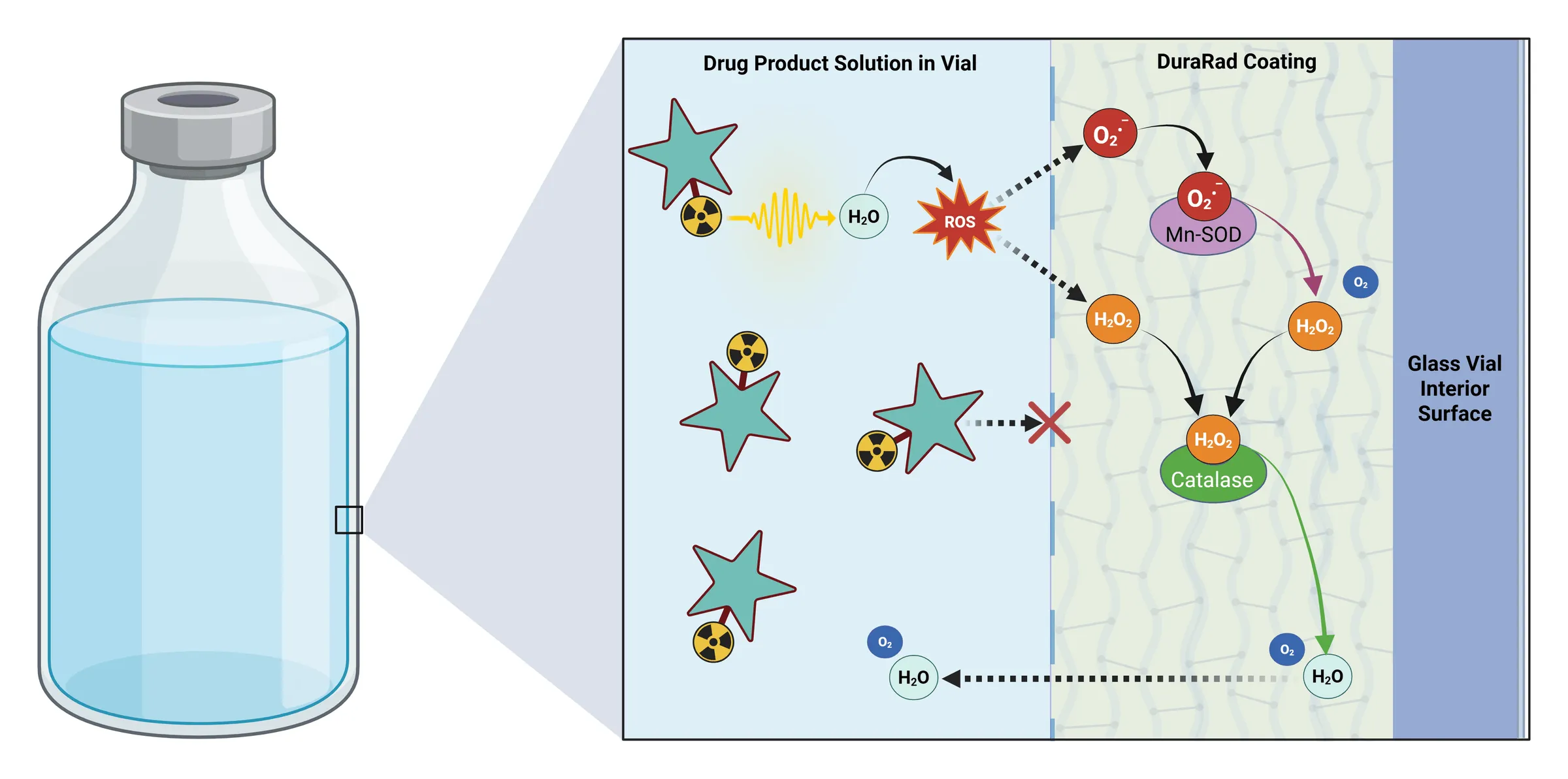 Cross-section schematic of a DuraRad-coated vial wall. On the left, a stoppered glass vial of solution with a small square marked on its wall, expanded into a detail panel on the right. The panel runs left to right in three zones, labelled Drug Product Solution in Vial, DuraRad Coating drawn as a silica network, and Glass Vial Interior Surface. In the solution, a radionuclide emits radiation into a water molecule, which produces a burst labelled ROS; dashed arrows carry superoxide and hydrogen peroxide from that burst into the coating. Inside the coating, superoxide is drawn arriving and then bound to an enzyme labelled Mn-SOD, with an arrow from there to hydrogen peroxide and an oxygen molecule beside it as the other product. Two hydrogen peroxide molecules then converge on a single enzyme labelled Catalase, and an arrow leads to water, with oxygen beside it. Dashed arrows carry that water and oxygen back out into the solution. Separately, an intact radiolabelled drug molecule has a dashed arrow toward the coating that is stopped by a red cross at its surface.