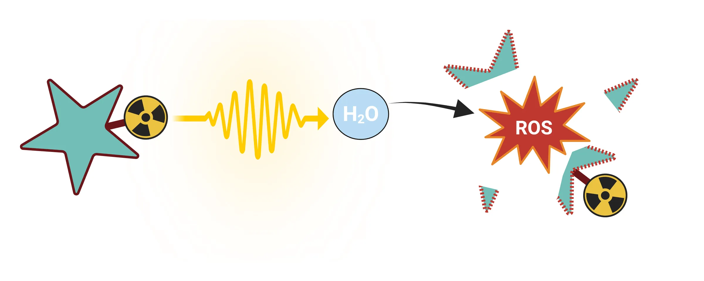 Schematic of radiolytic degradation. On the left, a radiolabelled drug drawn as a teal star with a yellow radiation-trefoil radionuclide attached to it. A yellow wave leaves the radionuclide and reaches a water molecule labelled H2O. An arrow runs from the water molecule to a red starburst labelled ROS, and around that burst the same teal star and its radionuclide are drawn torn into fragments with ragged red edges.